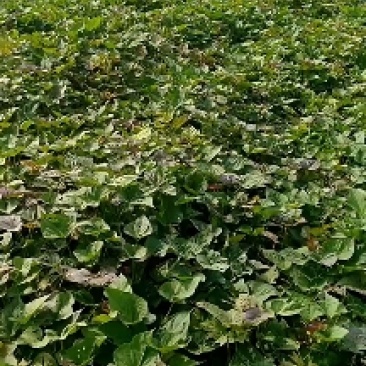 脱毒大田西瓜红剪苗，