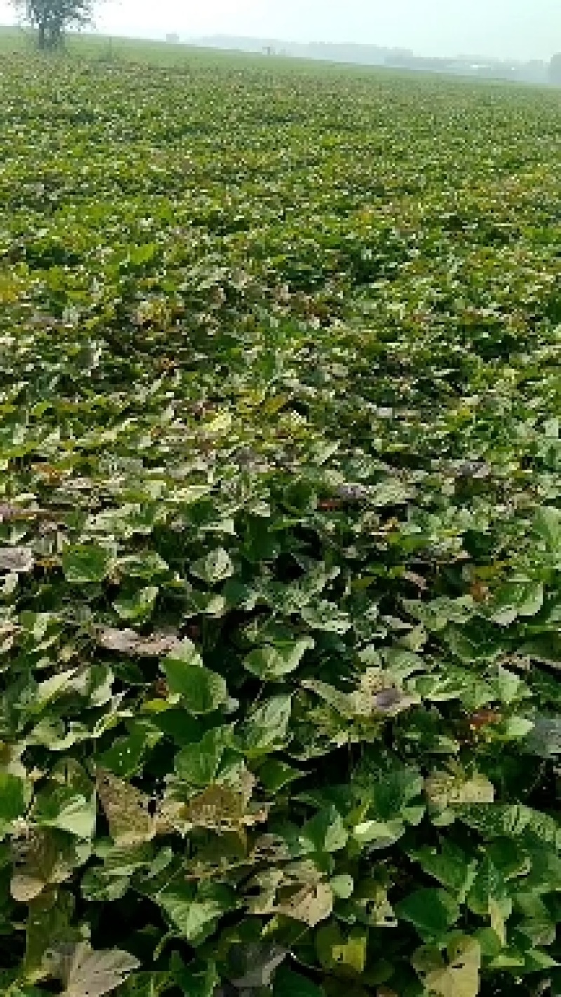 脱毒大田西瓜红剪苗，