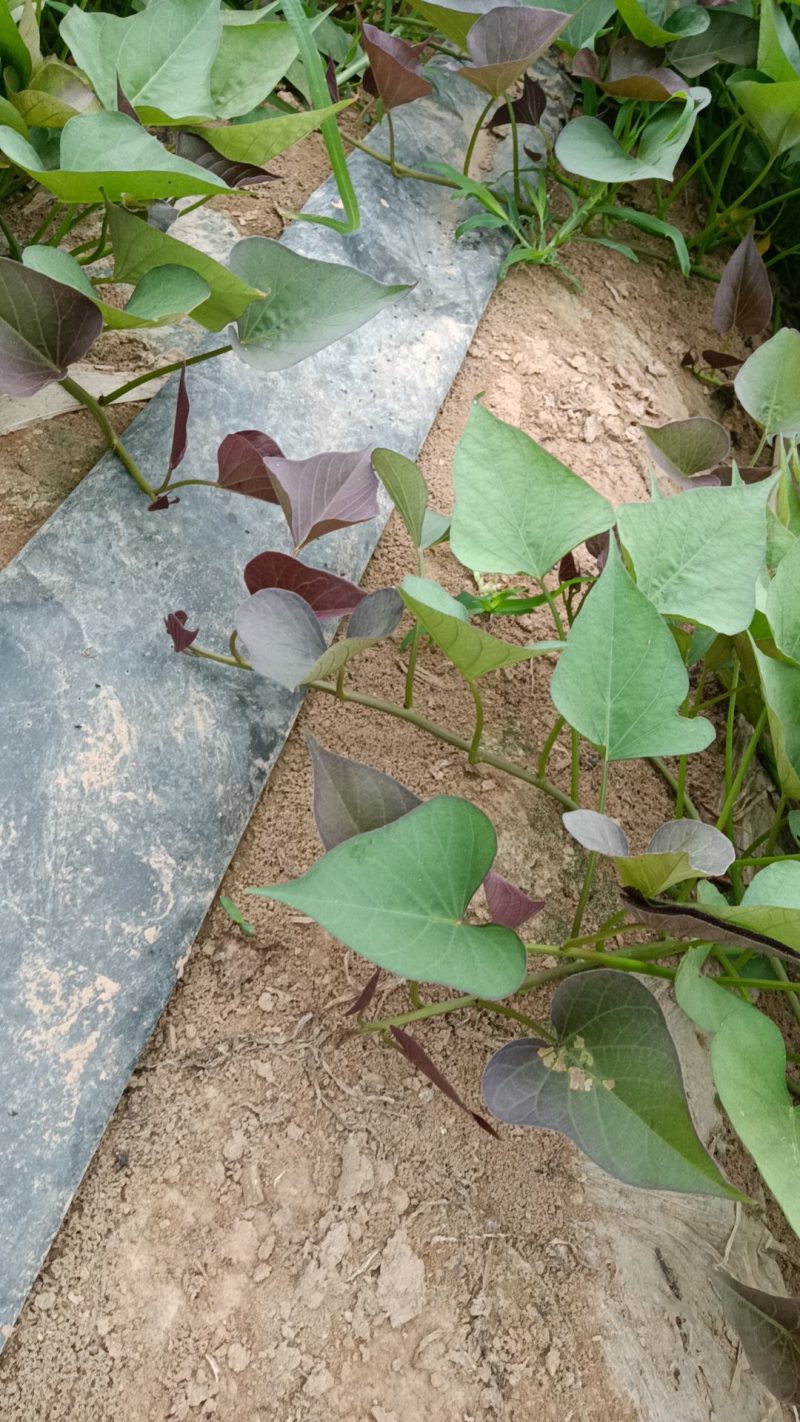 脱毒大田西瓜红剪苗，