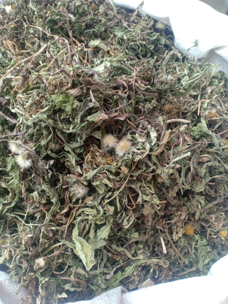蒲公英，新货，带根产地直销实拍现货，舜陇中药材批发商行