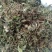 蒲公英，新货，带根产地直销实拍现货，舜陇中药材批发商行
