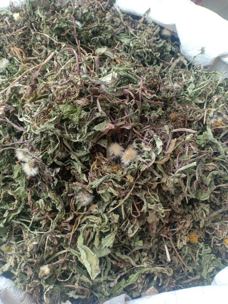 蒲公英，新货，带根产地直销实拍现货，舜陇中药材批发商行