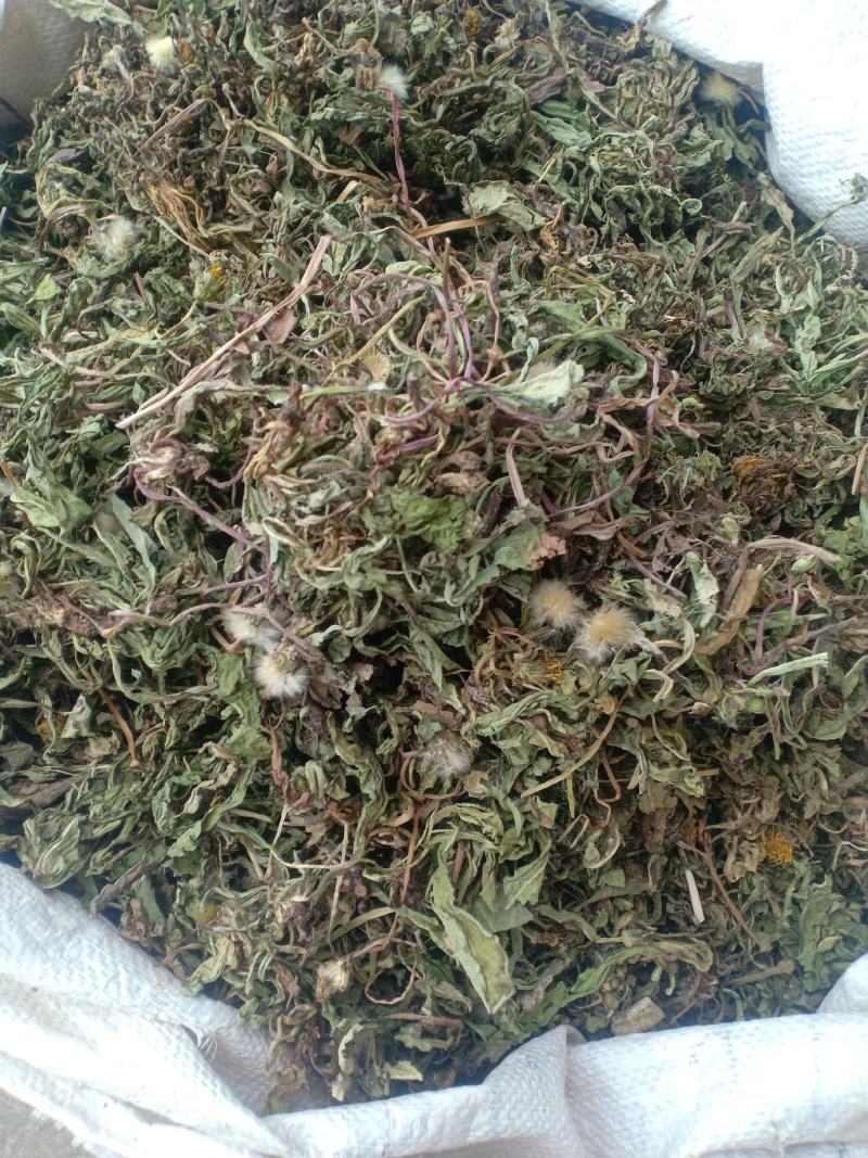 蒲公英，新货，带根产地直销实拍现货，舜陇中药材批发商行