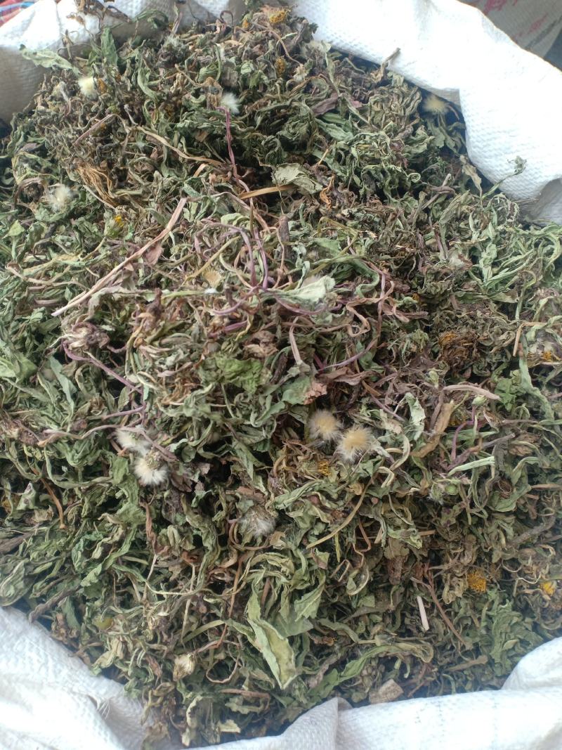 蒲公英，新货，带根产地直销实拍现货，舜陇中药材批发商行