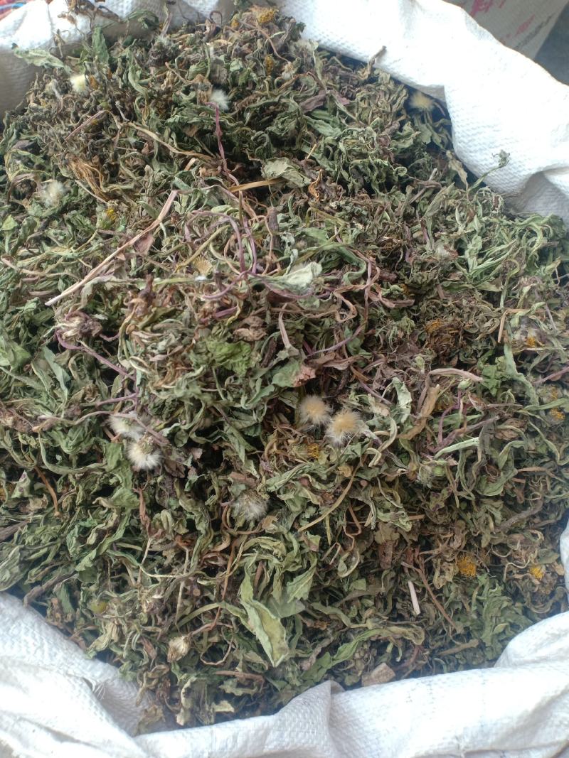 蒲公英，新货，带根产地直销实拍现货，舜陇中药材批发商行