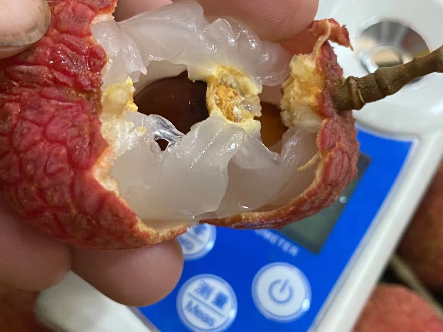 荔枝果肉冷冻保存示意图