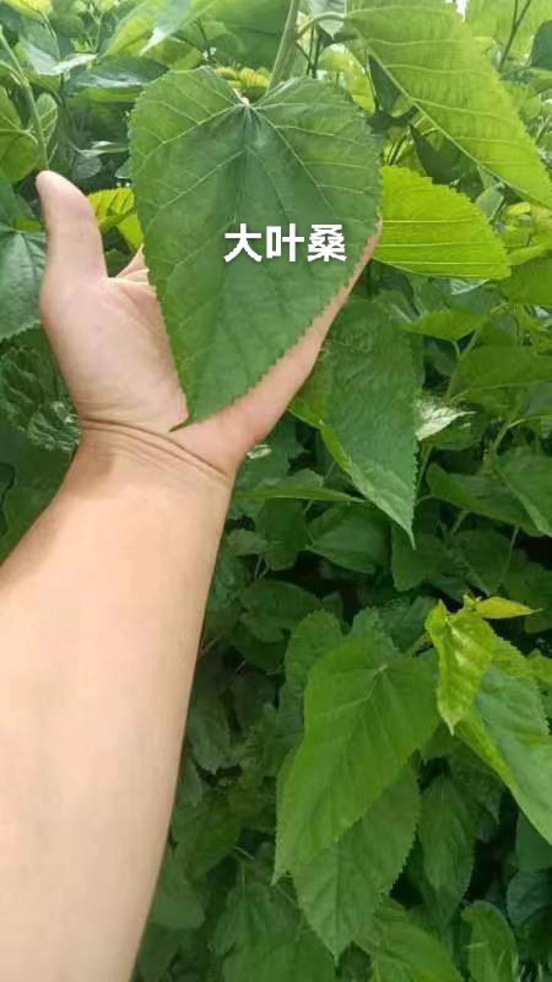大叶桑苗成活率高品质保证支持视频看货欢迎来电洽谈