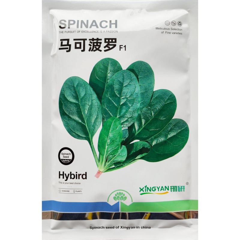 菠菜种子马可菠萝品种圆叶品种，直立性好