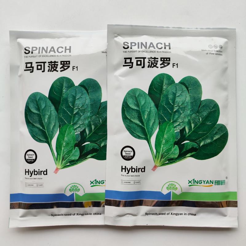 菠菜种子马可菠萝品种圆叶品种，直立性好