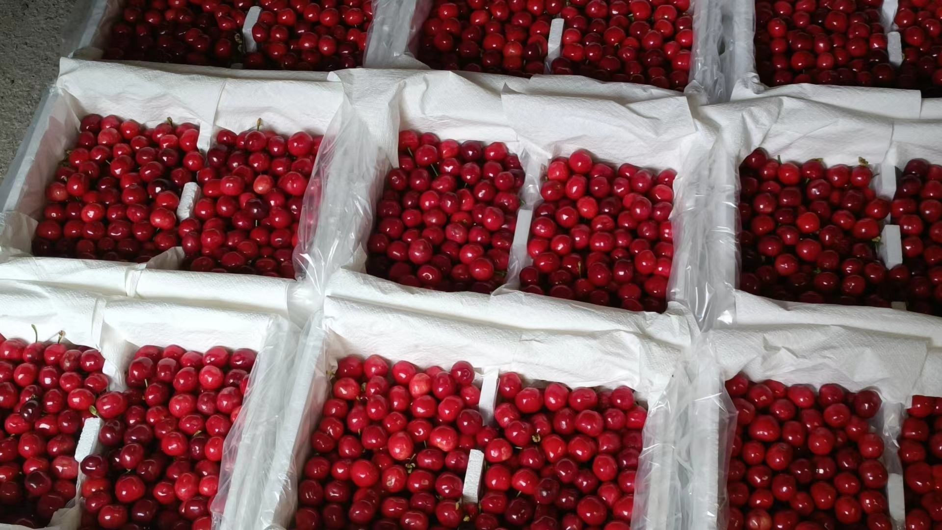 车厘子在超市货架上整齐摆放