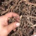 【野生石菖蒲】甄选正品新鲜野生大别山石菖蒲新鲜水菖蒲新品