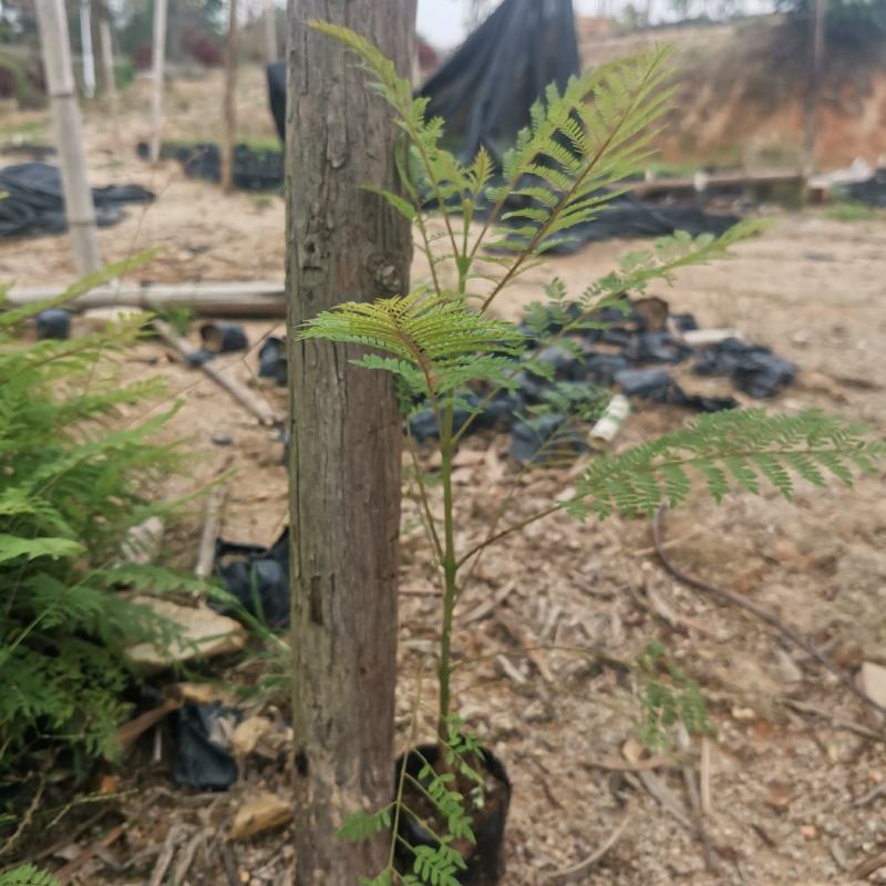 蓝花楹蓝花楹小苗