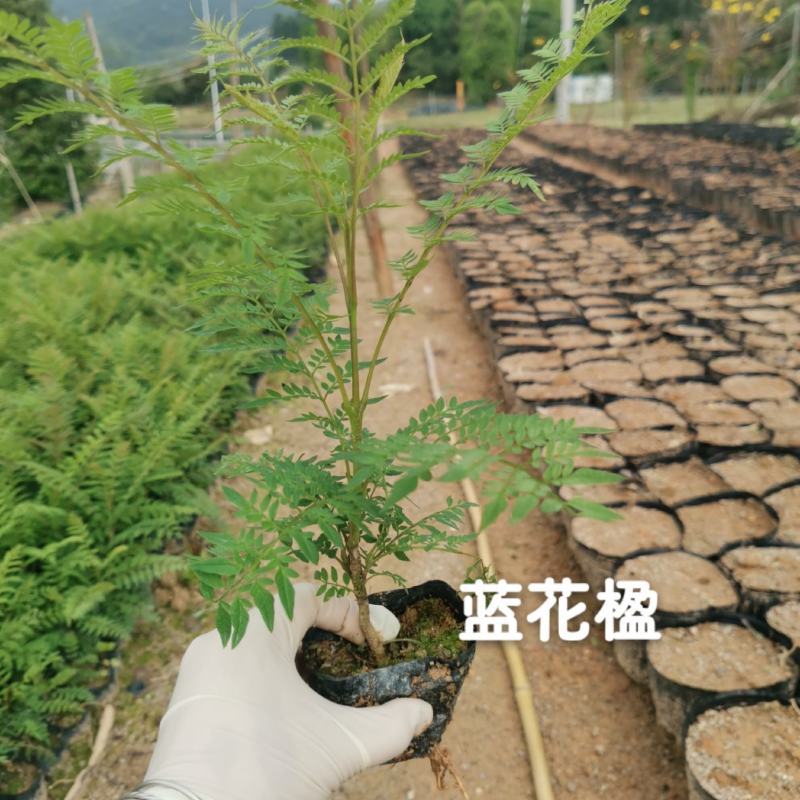 蓝花楹蓝花楹小苗