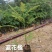 蓝花楹蓝花楹小苗