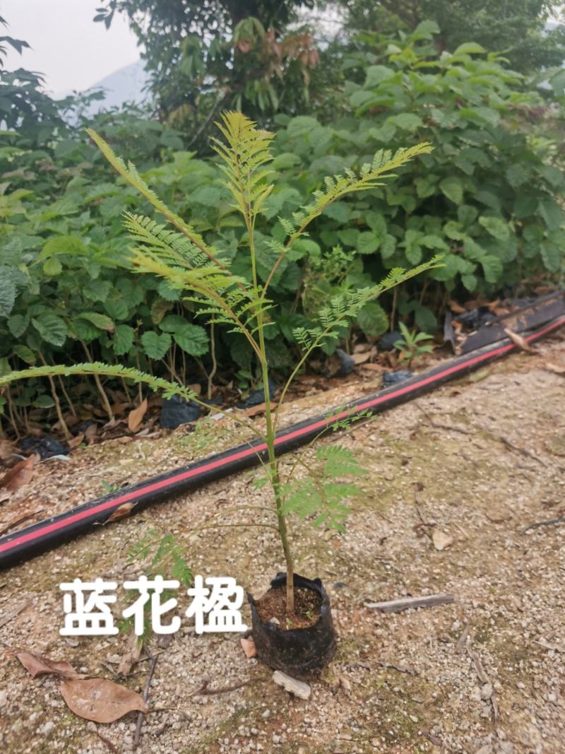 蓝花楹蓝花楹小苗