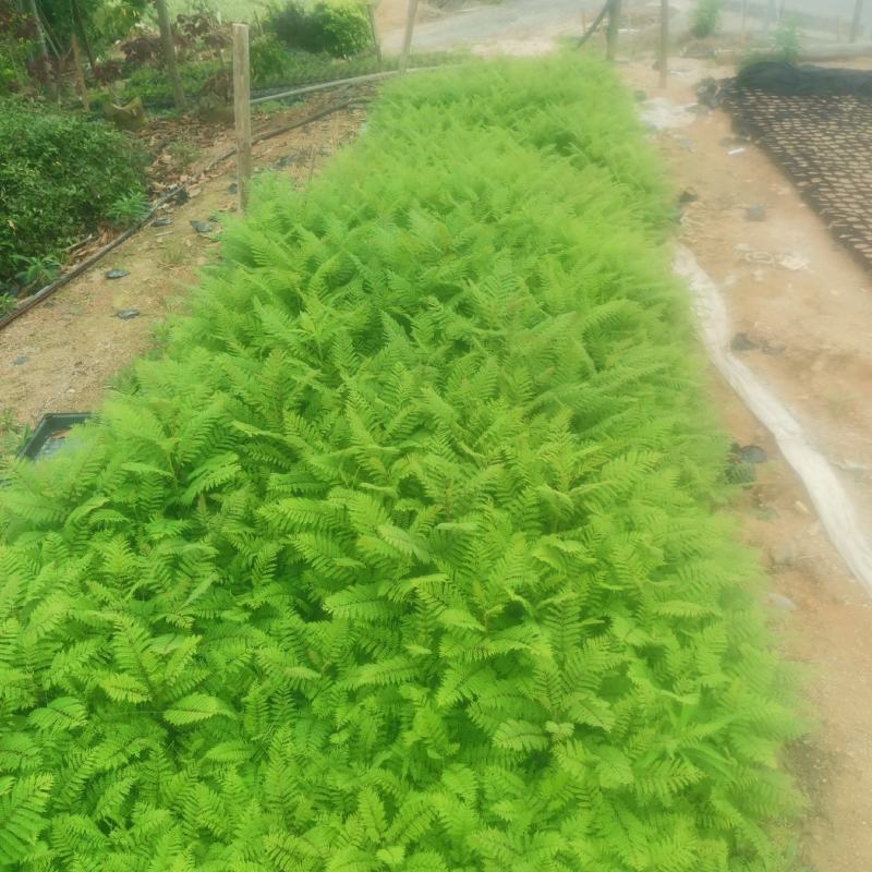蓝花楹蓝花楹小苗