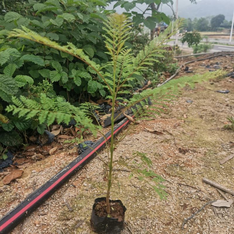 蓝花楹蓝花楹小苗