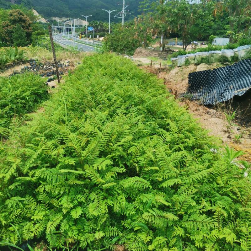 蓝花楹蓝花楹小苗