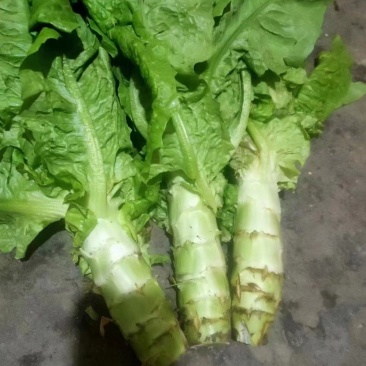 阿坝州，汶，茂，理三县蔬菜种植基地三青莴笋