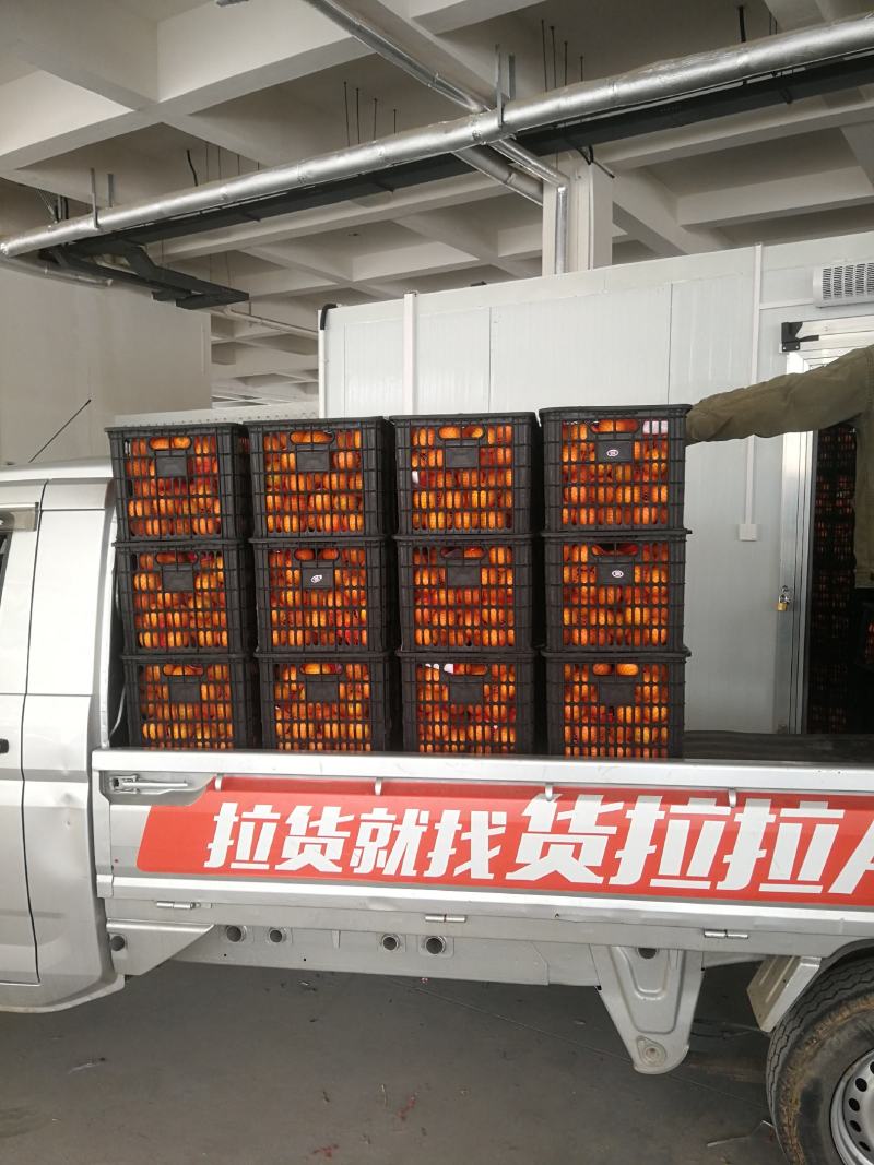 鲜橙特级晚熟脐橙，果肉甜润多汁伦晚鲜橙产地直发