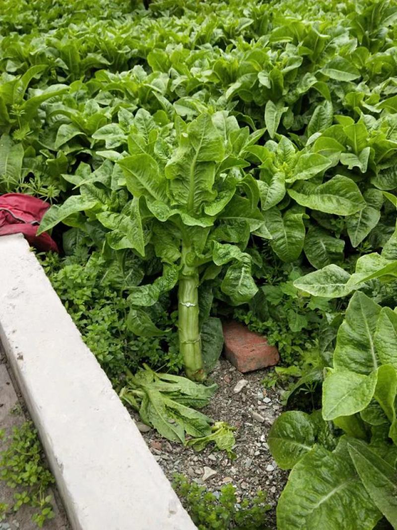 阿坝州，汶，茂，理三县蔬菜种植基地三青莴笋