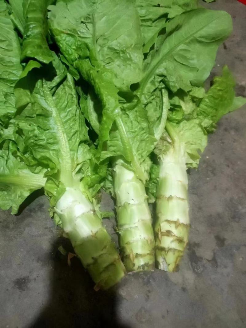 阿坝州，汶，茂，理三县蔬菜种植基地三青莴笋