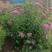 粉花绣线菊球冠幅70/80公分均有货带土球绿篱色块点缀苗