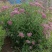 粉花绣线菊球冠幅70/80公分均有货带土球绿篱色块点缀苗