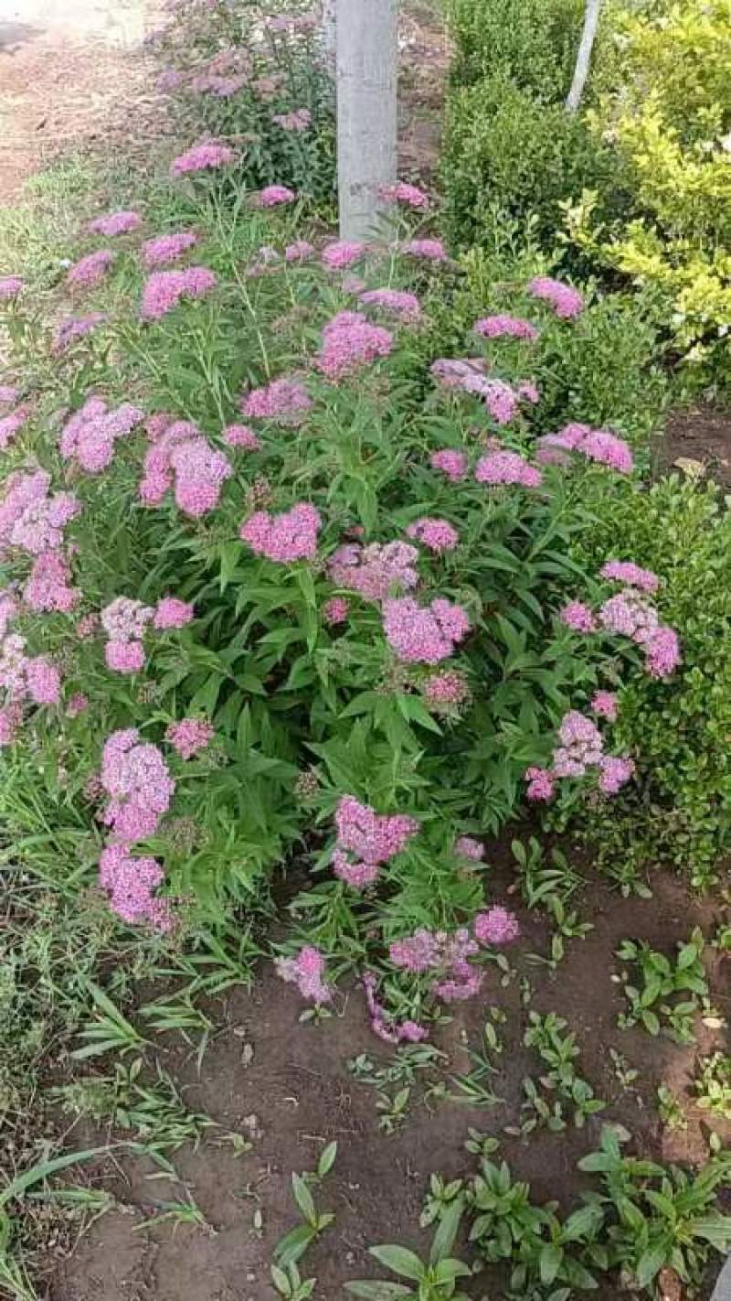 粉花绣线菊球冠幅70/80公分均有货带土球绿篱色块点缀苗