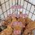 红玉380大公鸡，出壳鸡苗，脱温鸡都有，自养自销全国发货
