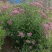 粉花绣线菊球冠幅70/80公分均有货带土球绿篱色块点缀苗
