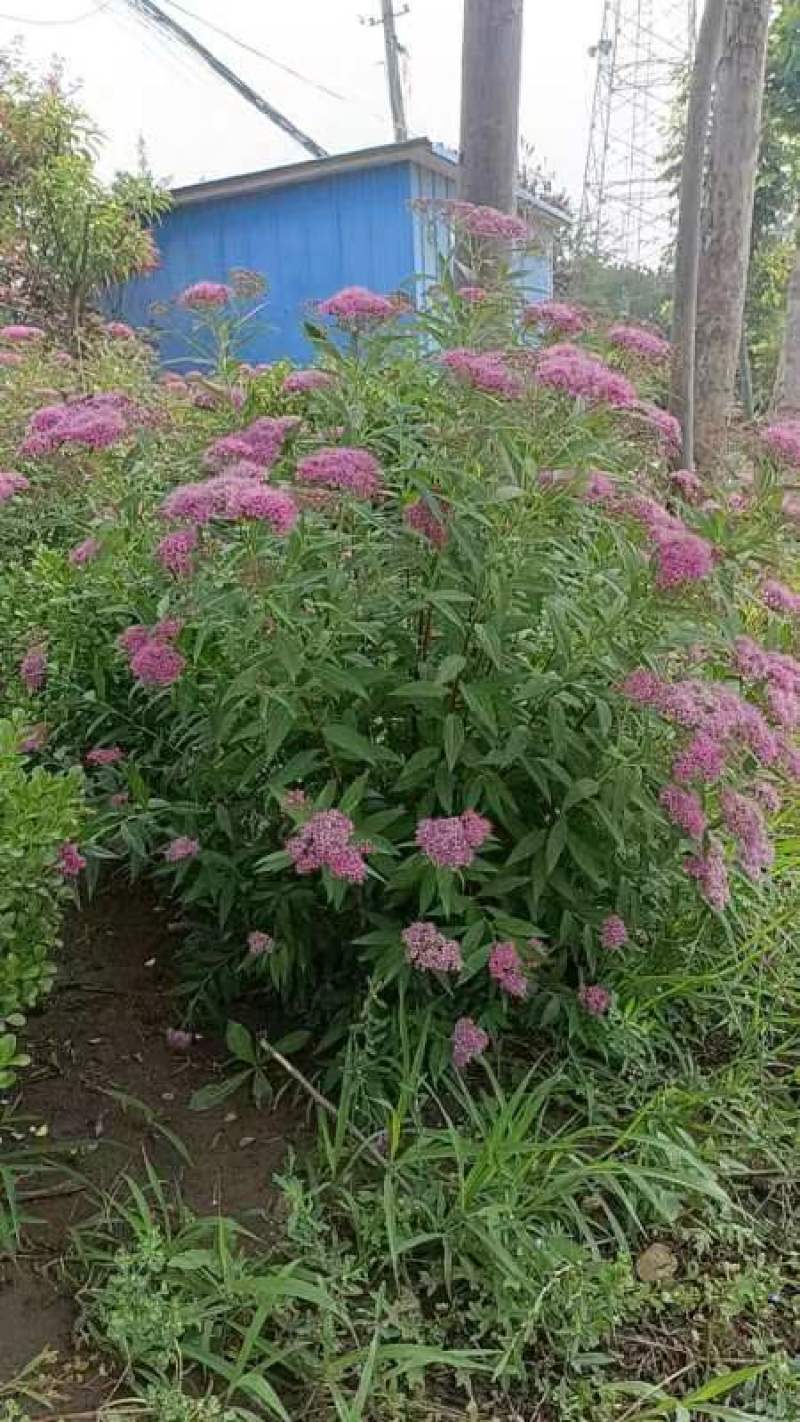 粉花绣线菊球冠幅70/80公分均有货带土球绿篱色块点缀苗