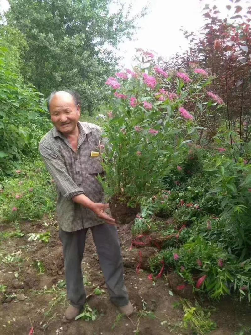 粉花绣线菊球冠幅70/80公分均有货带土球绿篱色块点缀苗