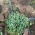 粉花绣线菊球冠幅70/80公分均有货带土球绿篱色块点缀苗