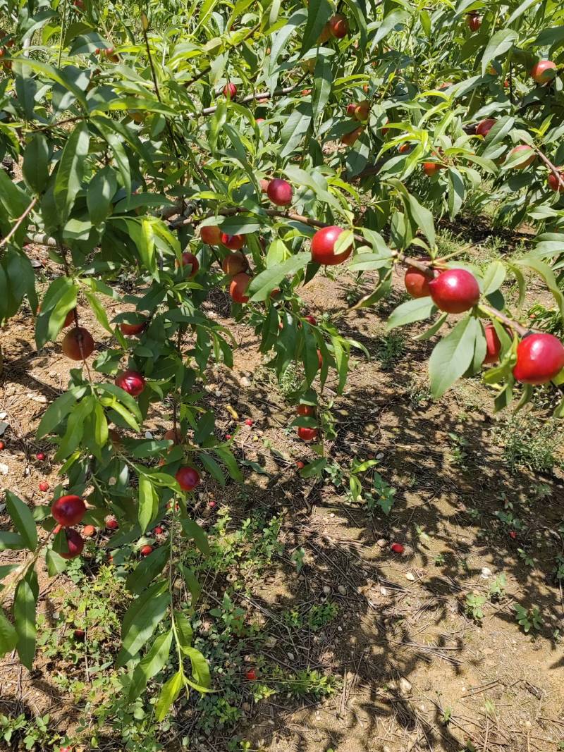 湖北油桃（518早熟、曙光、金蕾、中油系）多样化规格