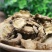 四川独活非野生肉独活中药晒干薄片无硫牛尾独活当季新货药材
