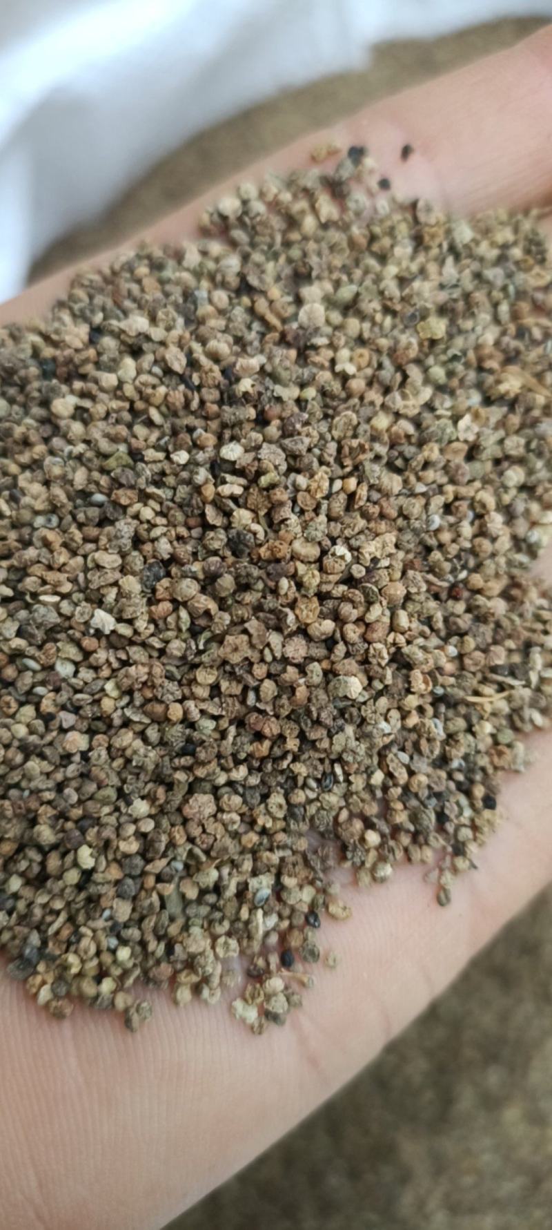 地肤子，产地东北，新货干净无杂，一手货源大货供应