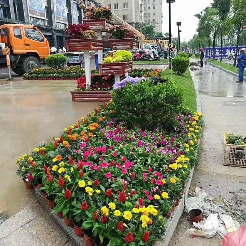 草皮真草带泥土草坪别墅庭院花园四季青草果岭草剪股颖马尼拉