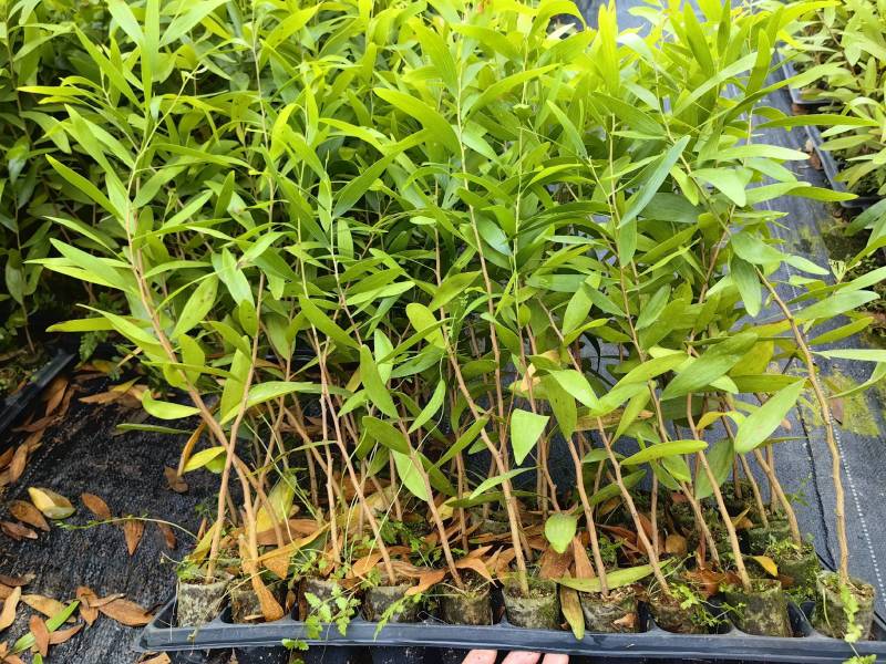 马占相思