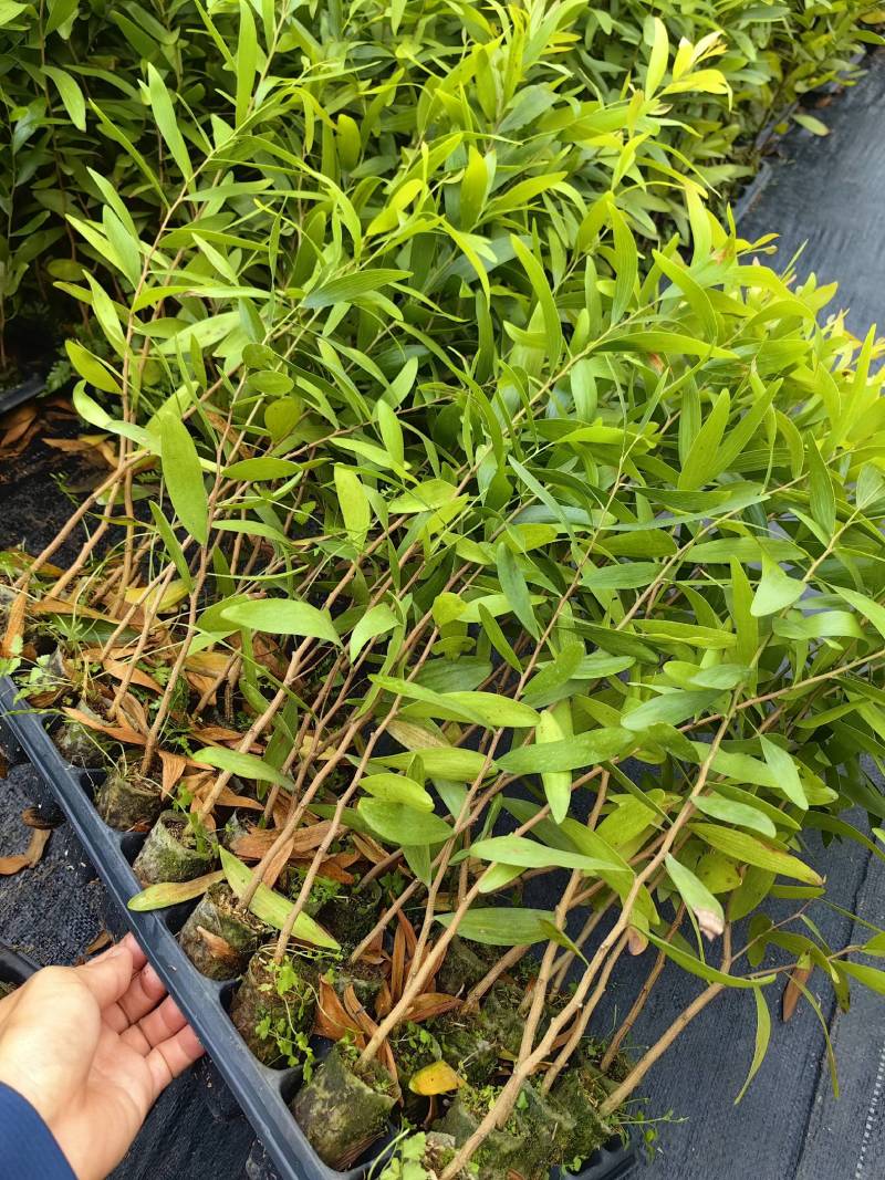 马占相思