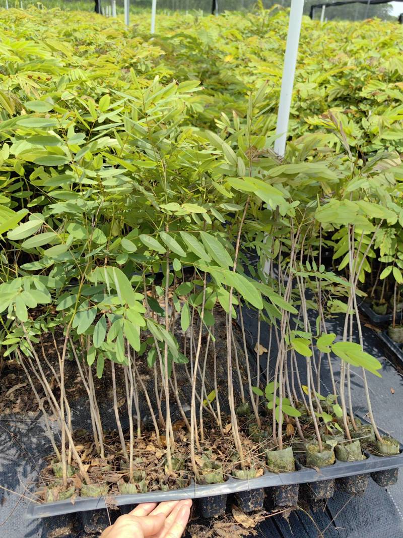 铁刀木