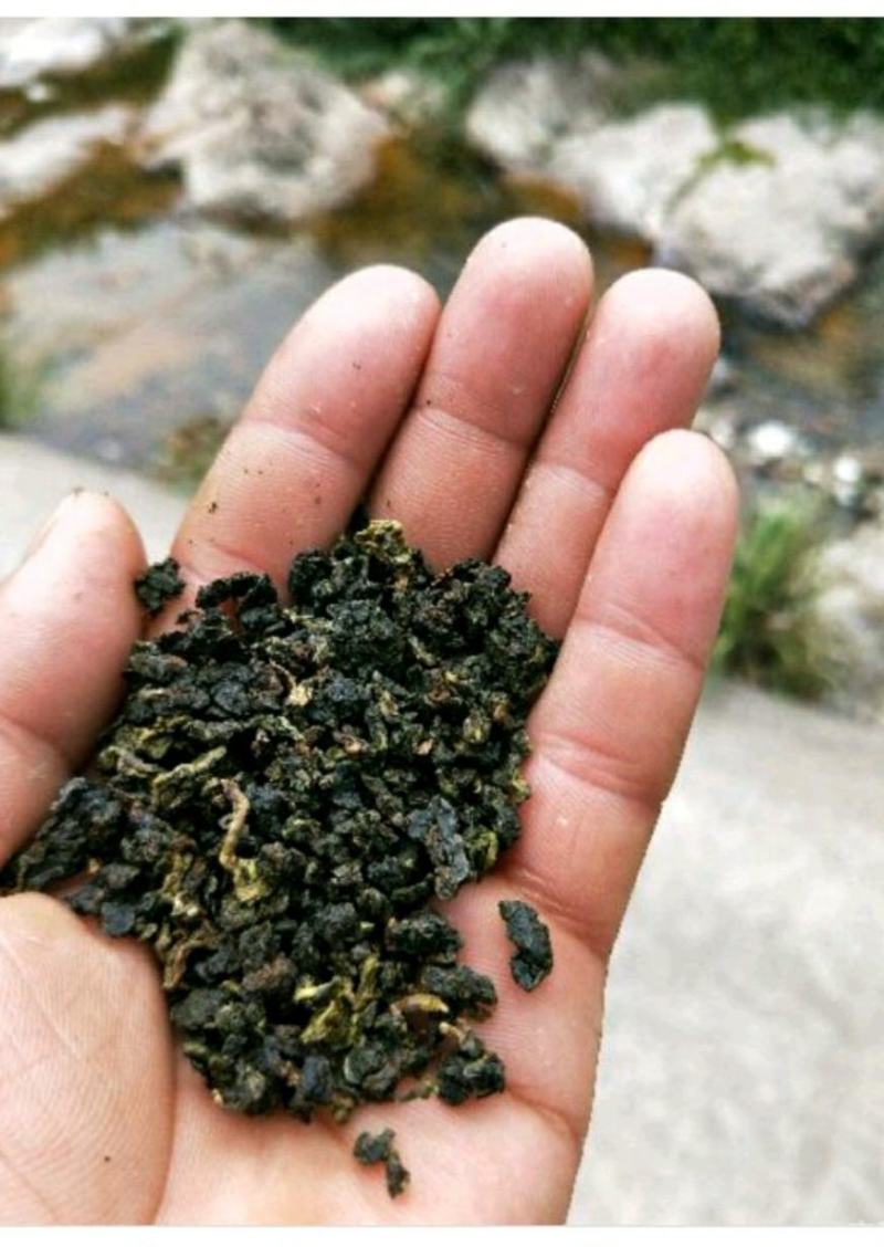 白芽奇兰茶百亩茶园加工生产一条龙大量供货欢迎来电