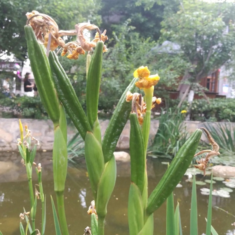 菖蒲黄种子耐寒易活四季易种苗庭院园林景观花卉阳台观赏