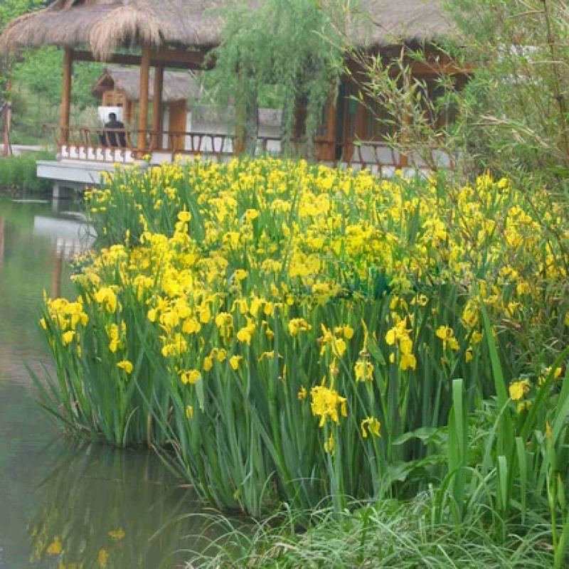 菖蒲黄种子耐寒易活四季易种苗庭院园林景观花卉阳台观赏