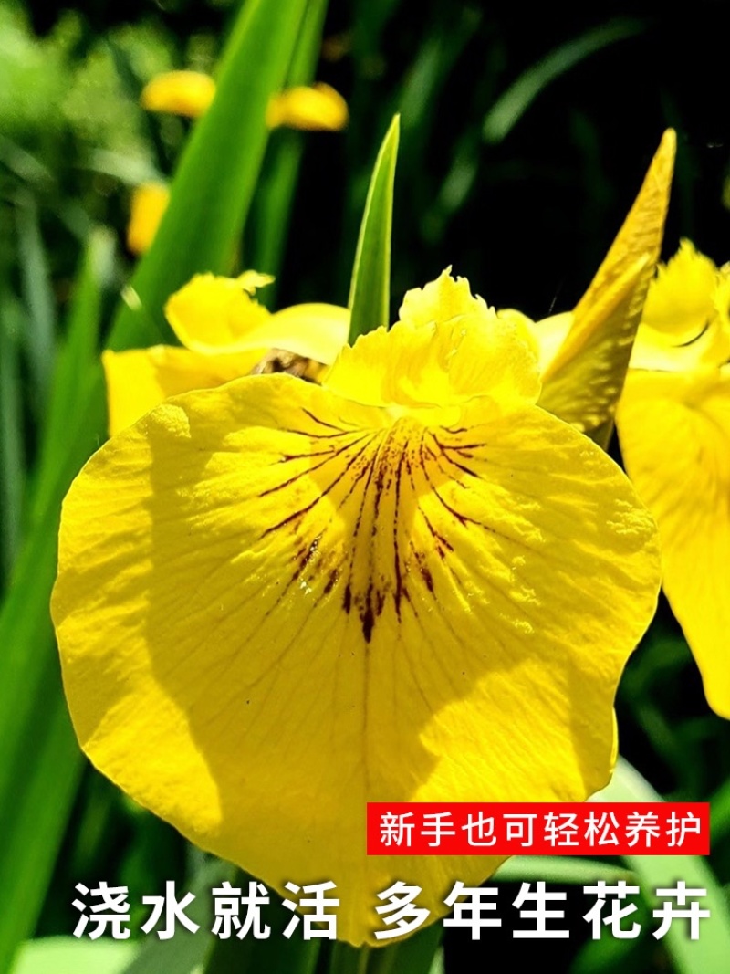 菖蒲黄种子耐寒易活四季易种苗庭院园林景观花卉阳台观赏