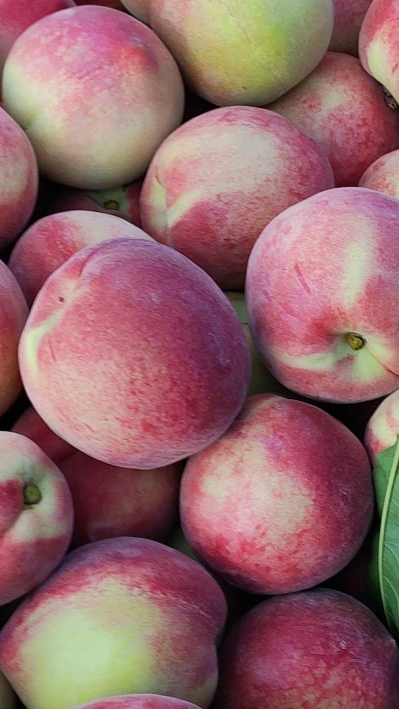 湖北突围桃产地货游充足，口感脆甜，基地直发，无中间商。