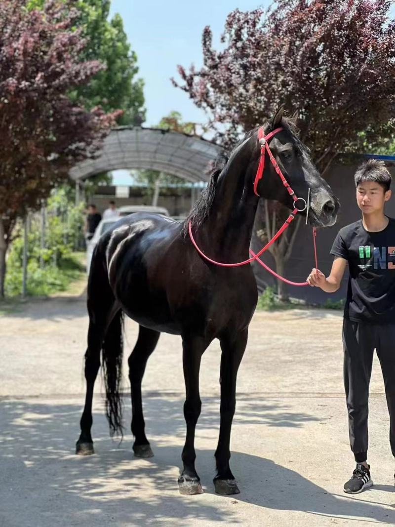 骑乘母马专业训练骑马用具