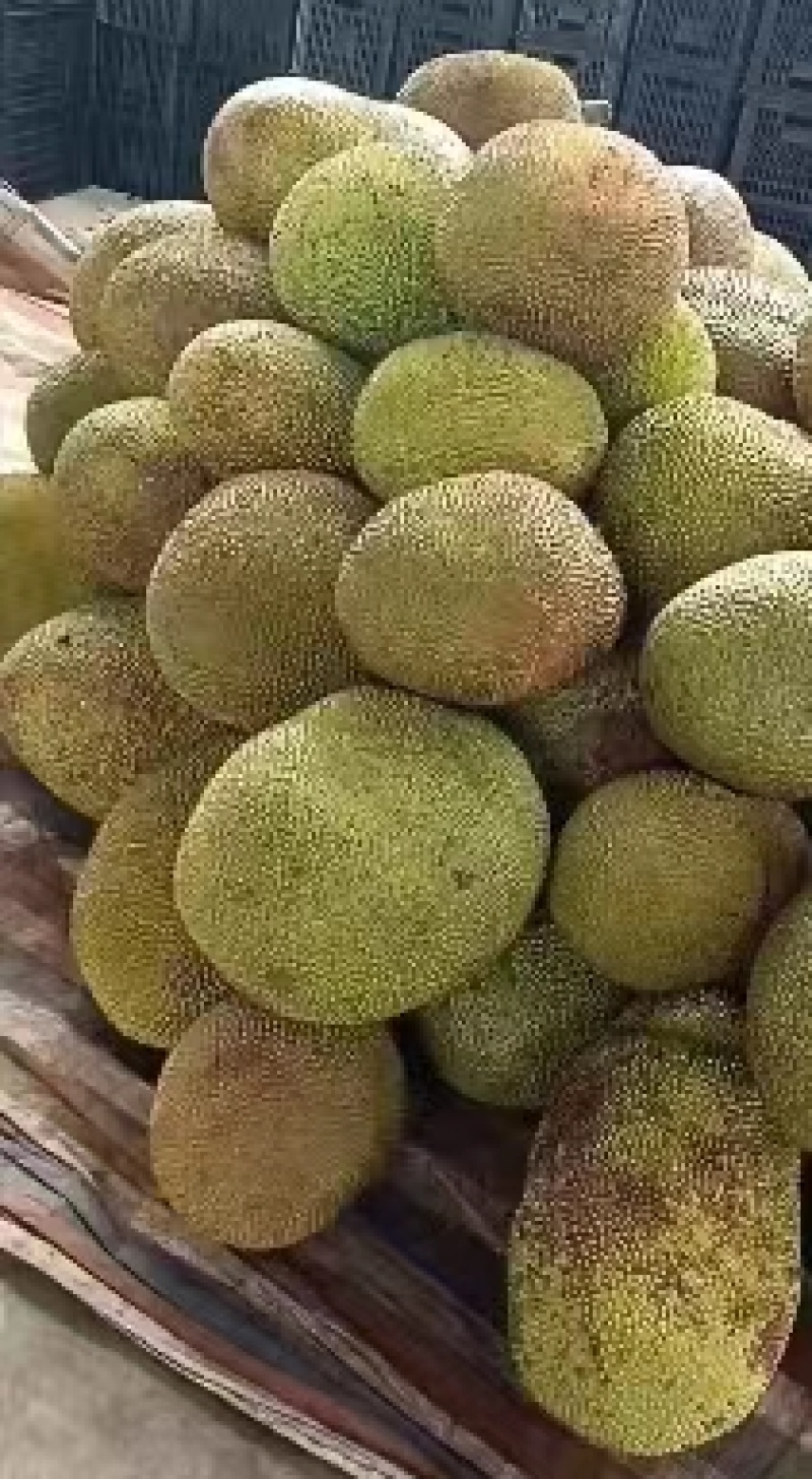 菠萝蜜产地直发，广东菠萝蜜，价格优惠，欢迎电联采购