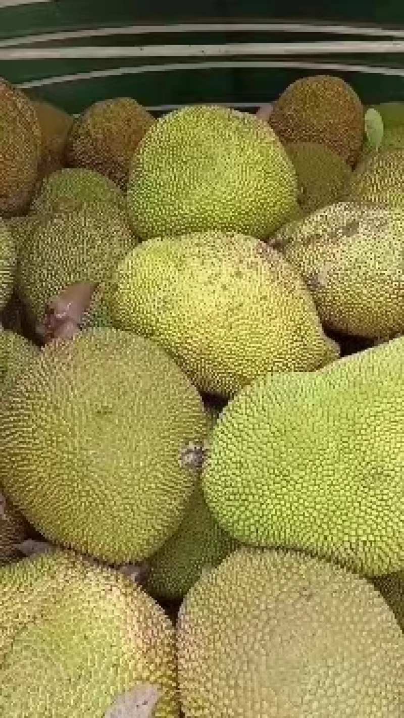 菠萝蜜产地直发，广东菠萝蜜，价格优惠，欢迎电联采购