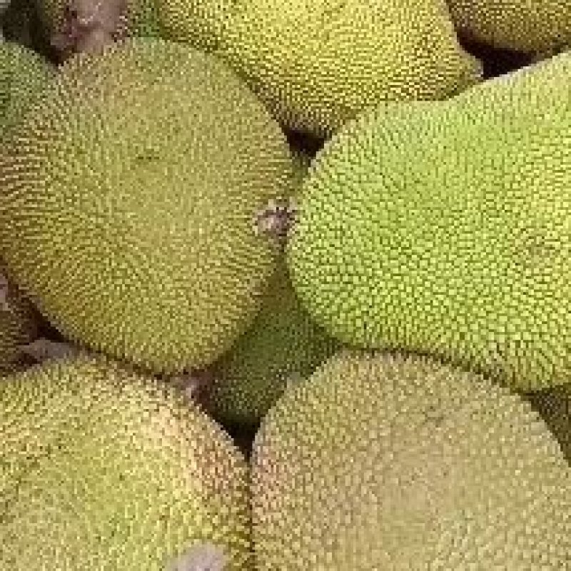 菠萝蜜产地直发，广东菠萝蜜，价格优惠，欢迎电联采购